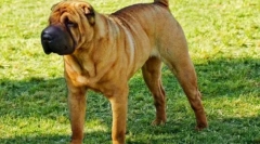 Sharpey dog (foto): oddelený pes s úžasným vzhľadom